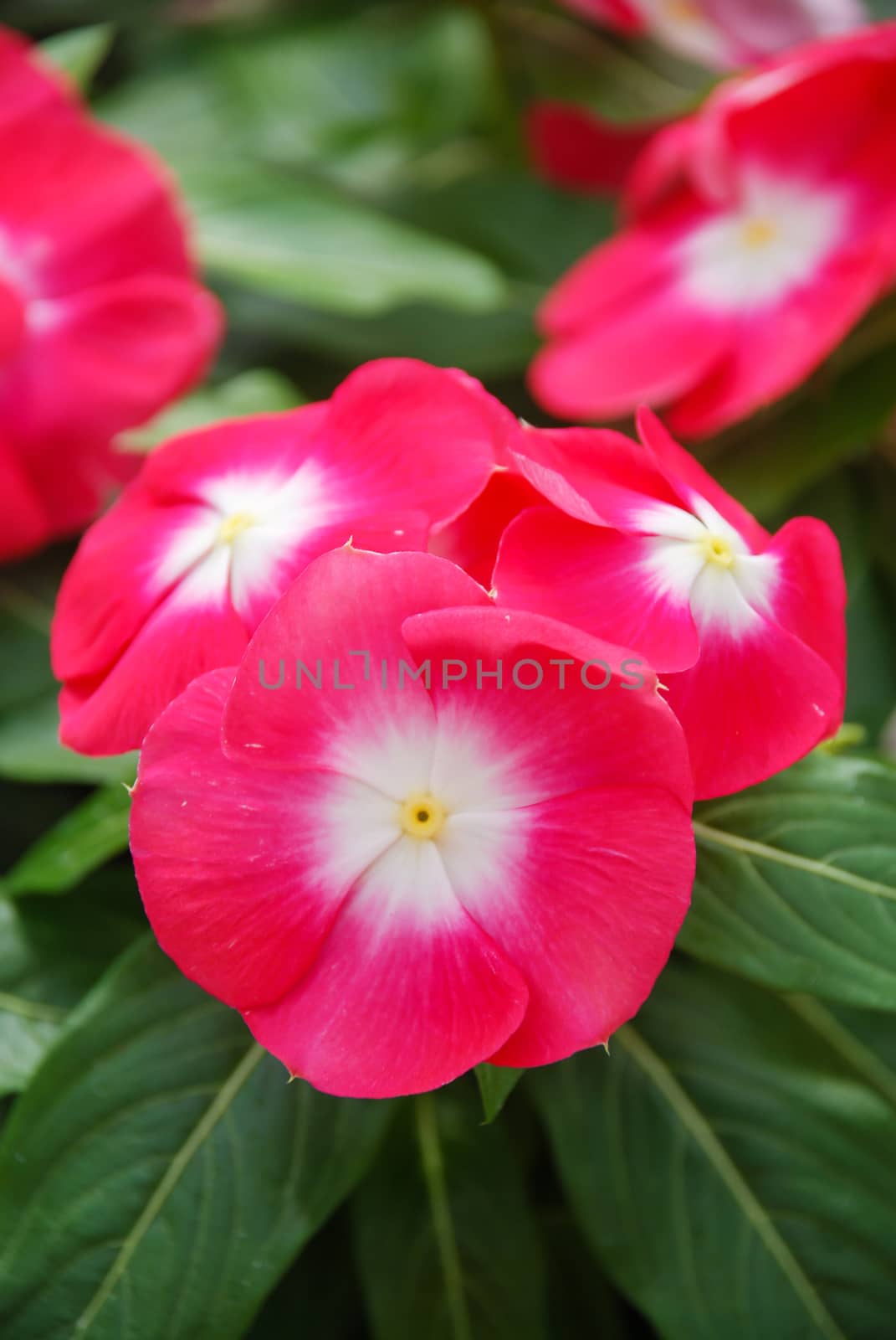 foliage vinca flowers, red with eyes vinca flowers (madagascar p by yuiyuize