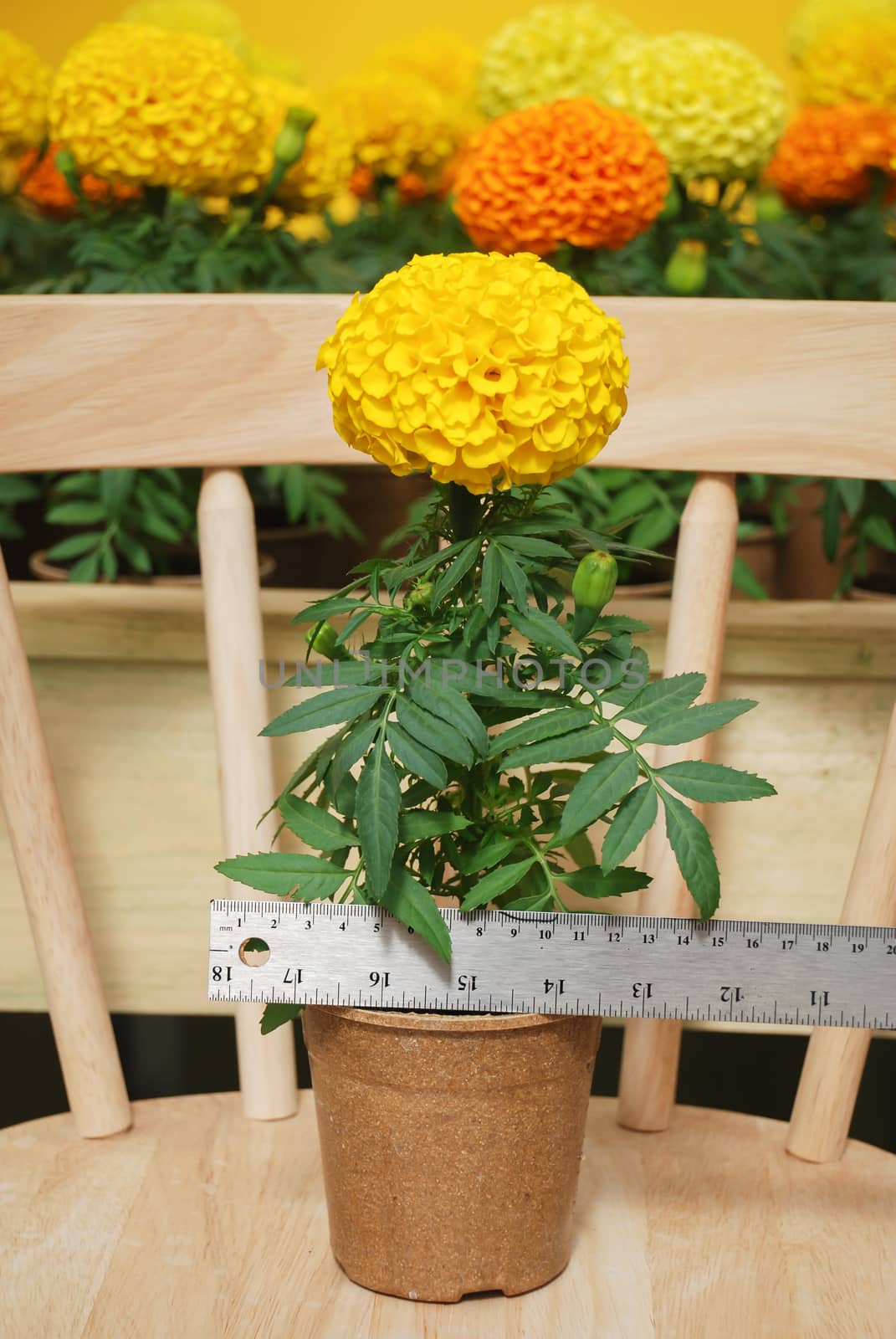 Marigolds Yellow Color (Tagetes erecta, Mexican marigold, Aztec marigold, African marigold), marigold pot plant  