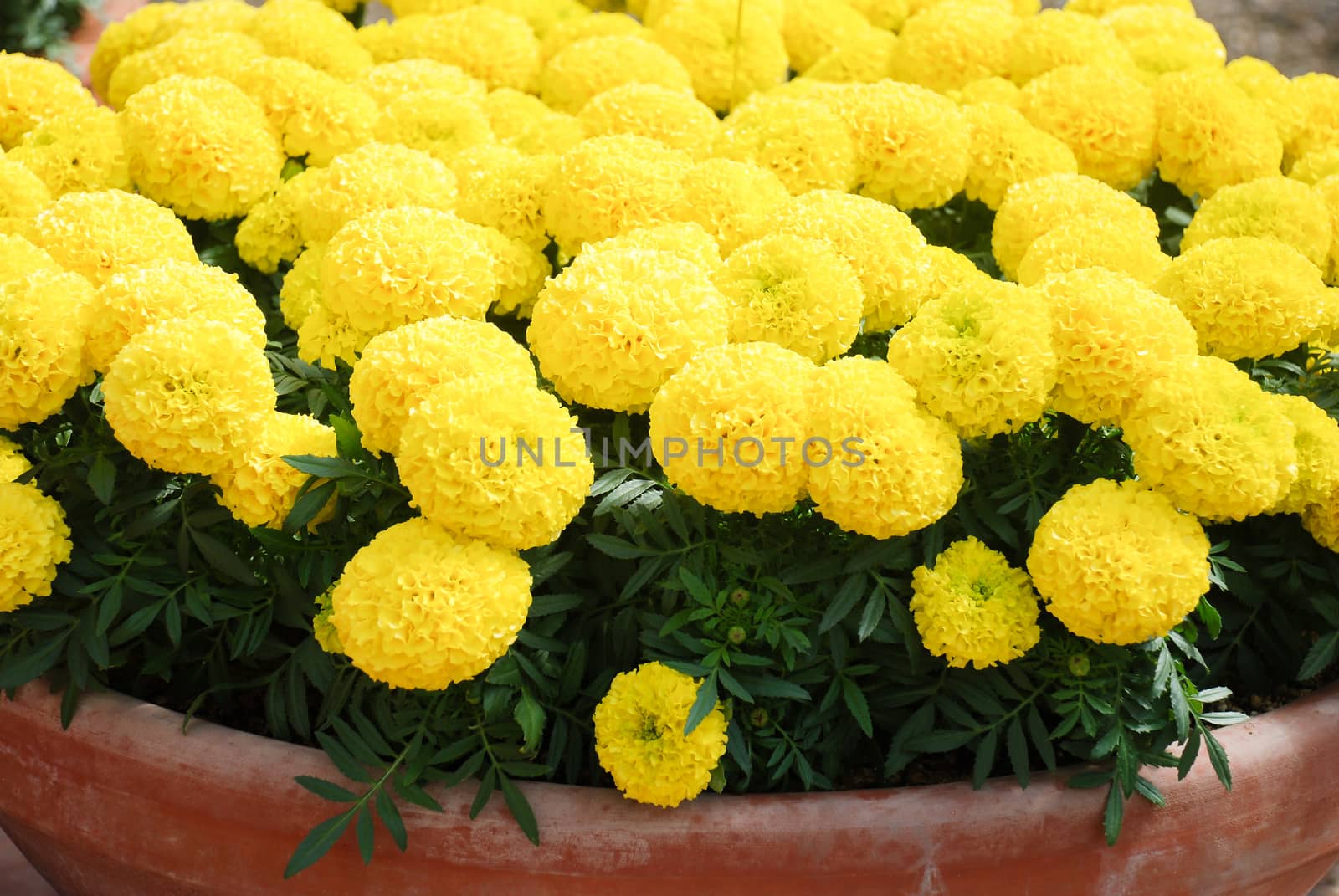 Marigolds Yellow Color (Tagetes erecta, Mexican marigold) by yuiyuize