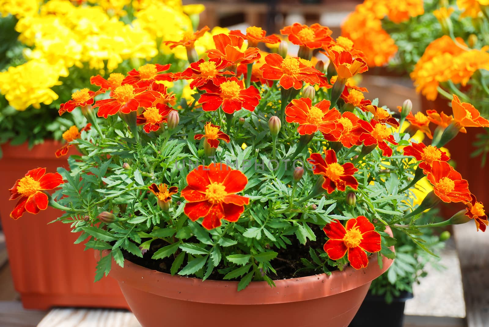 Tagetes patula french marigold in bloom, orange yellow flowers, green leaves, pot plant 