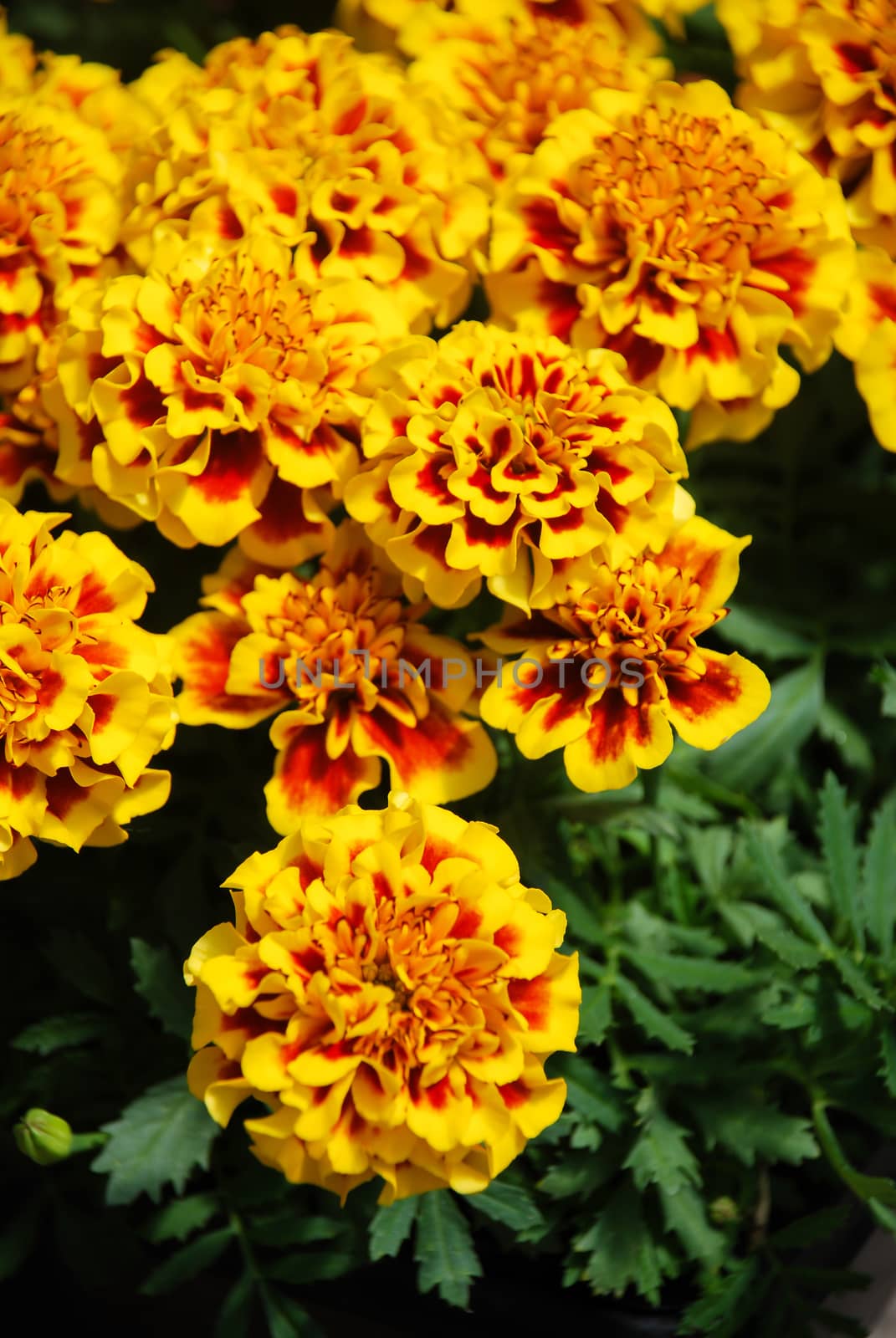 Tagetes patula french marigold in bloom, orange yellow flowers, green leaves, pot plant 