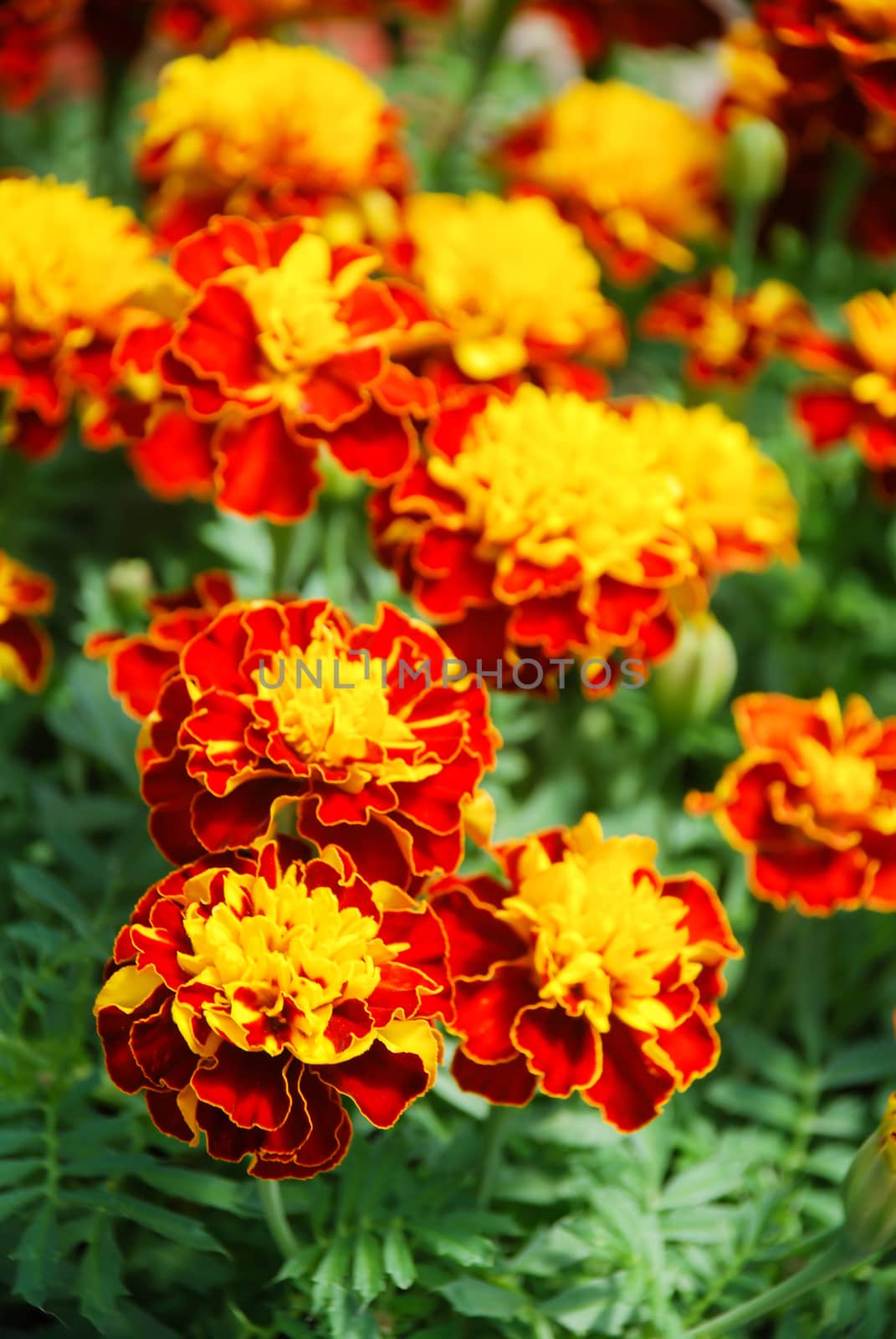Tagetes patula french marigold in bloom, orange yellow flowers,  by yuiyuize