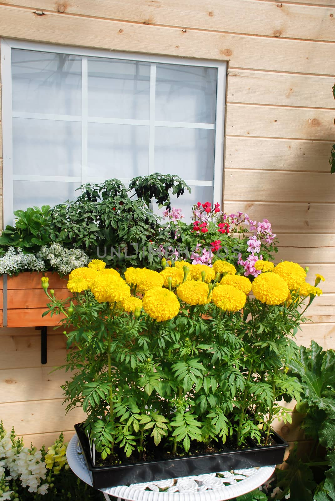 Marigolds Yellow Color (Tagetes erecta, Mexican marigold, Aztec marigold, African marigold), marigold pot plant  