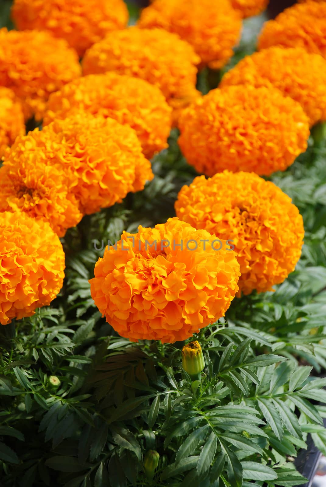 Marigolds Orange Color (Tagetes erecta, Mexican marigold, Aztec marigold, African marigold), marigold pot plant  