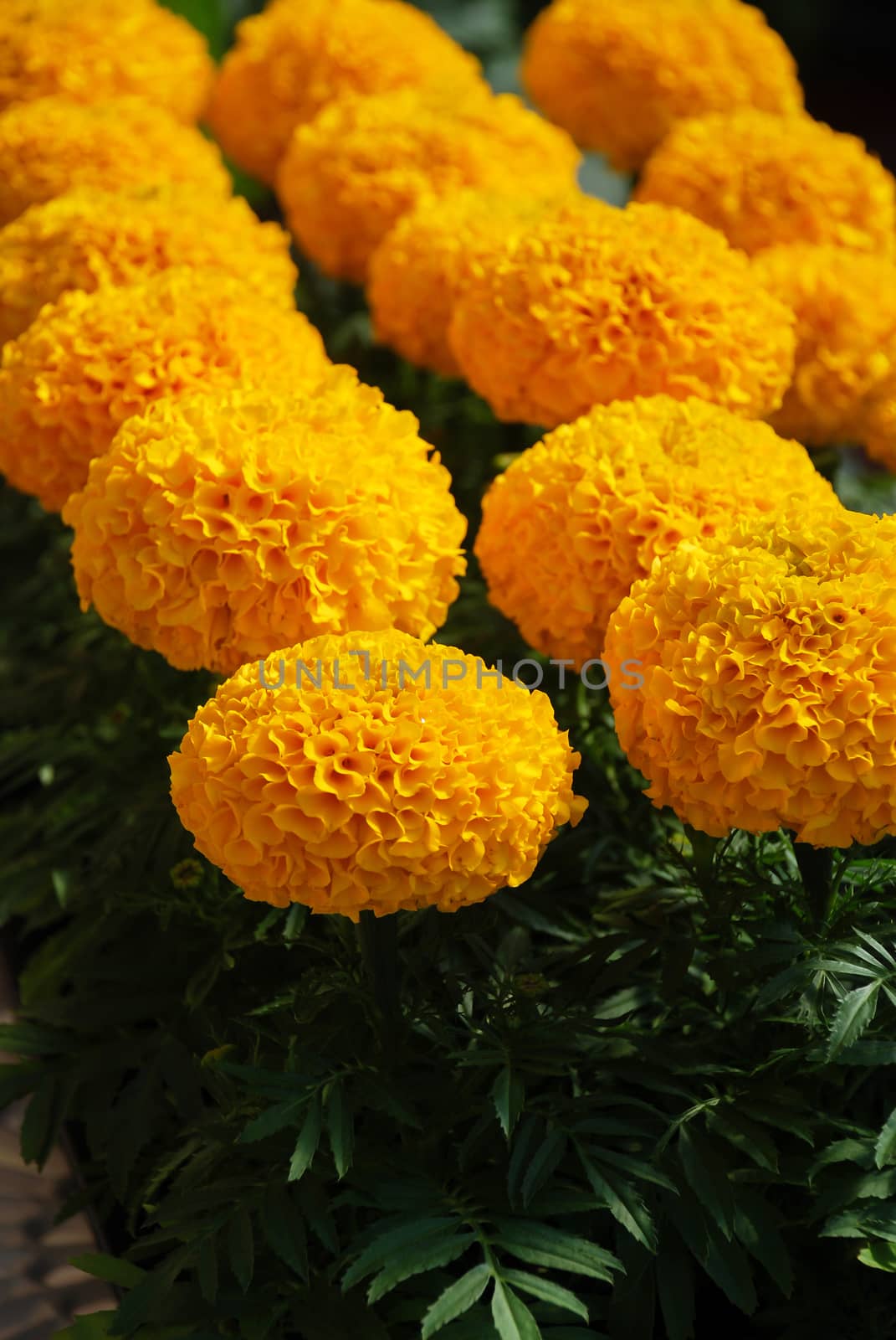 Marigolds Gold Color (Tagetes erecta, Mexican marigold) by yuiyuize