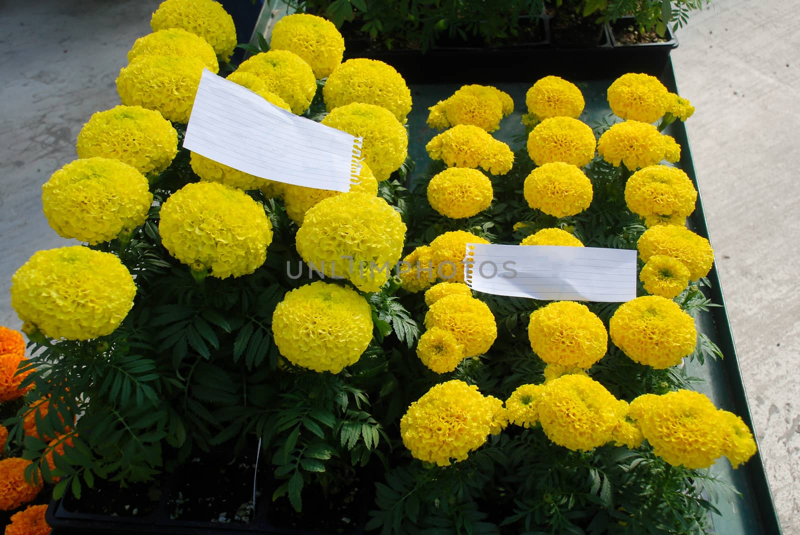 Marigolds Yellow Color (Tagetes erecta, Mexican marigold, Aztec marigold, African marigold), marigold pot plant  