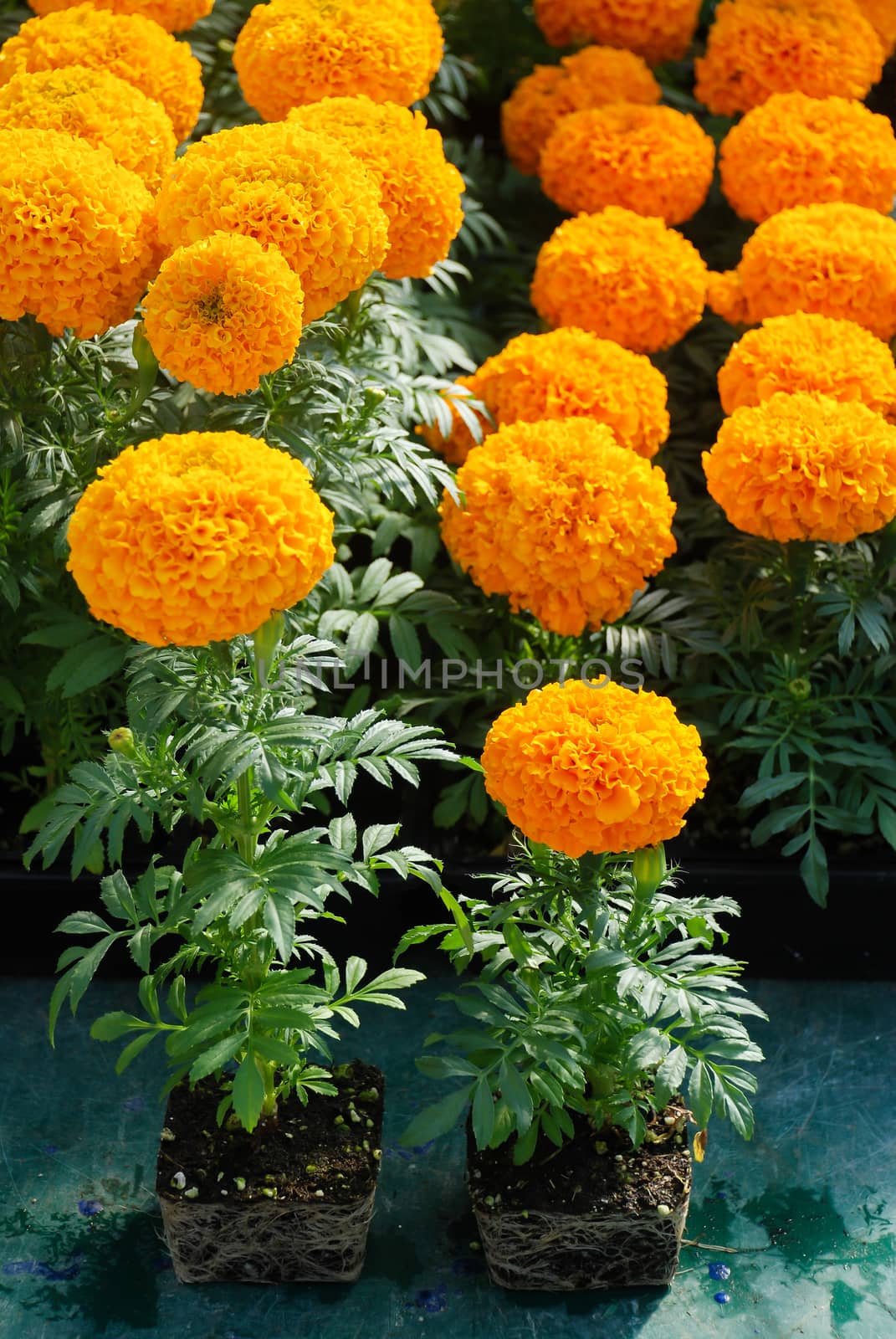 Marigolds Orange Color (Tagetes erecta, Mexican marigold, Aztec marigold, African marigold), marigold pot plant with roots  