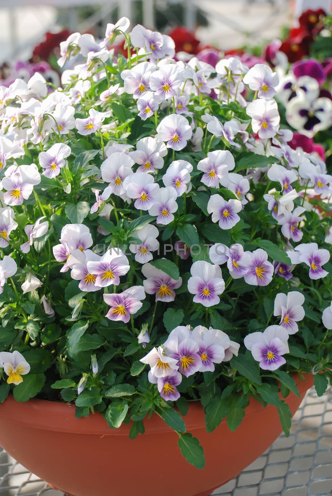 Yellow and Light Purple Flower Pansies closeup of colorful pansy flower, pot plant.