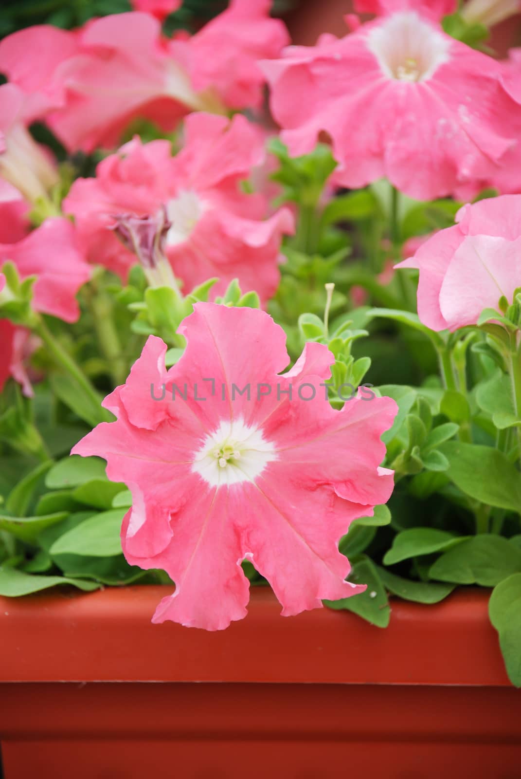 Petunia ,Petunias in the tray,Petunia in the pot  by yuiyuize