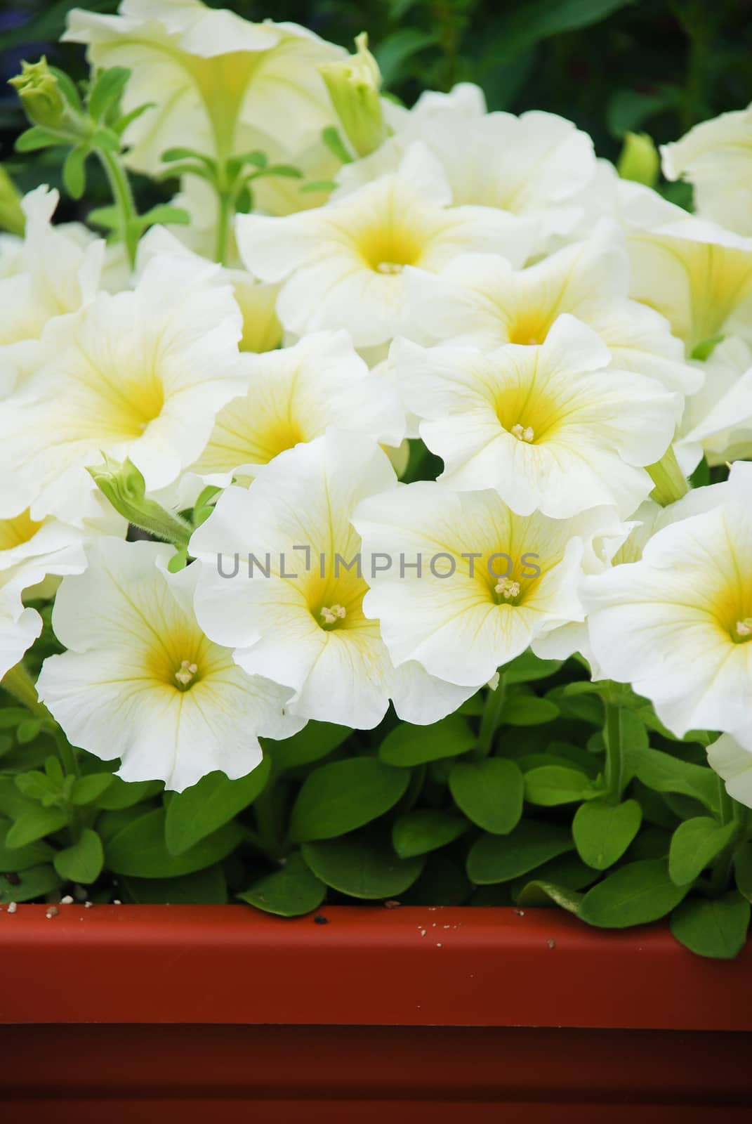 Petunia ,Petunias in the tray,Petunia in the pot, white petunia 