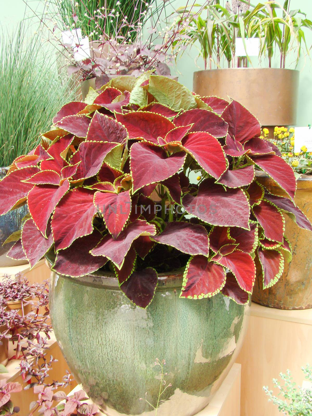 Red purple leaves of the coleus plant, Plectranthus scutellarioides