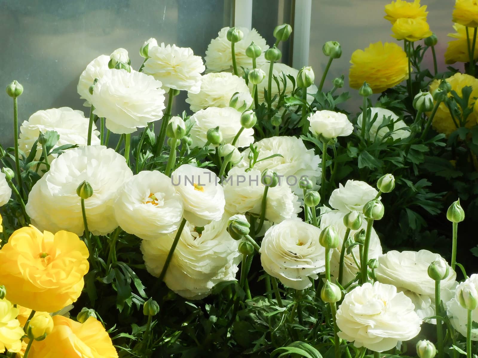 Rananculus flora. A blossomed flower with detailed petals shot by yuiyuize