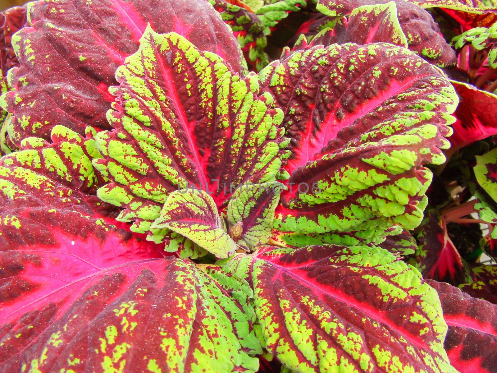 Red and green leaves of the coleus plant, Plectranthus scutellarioides