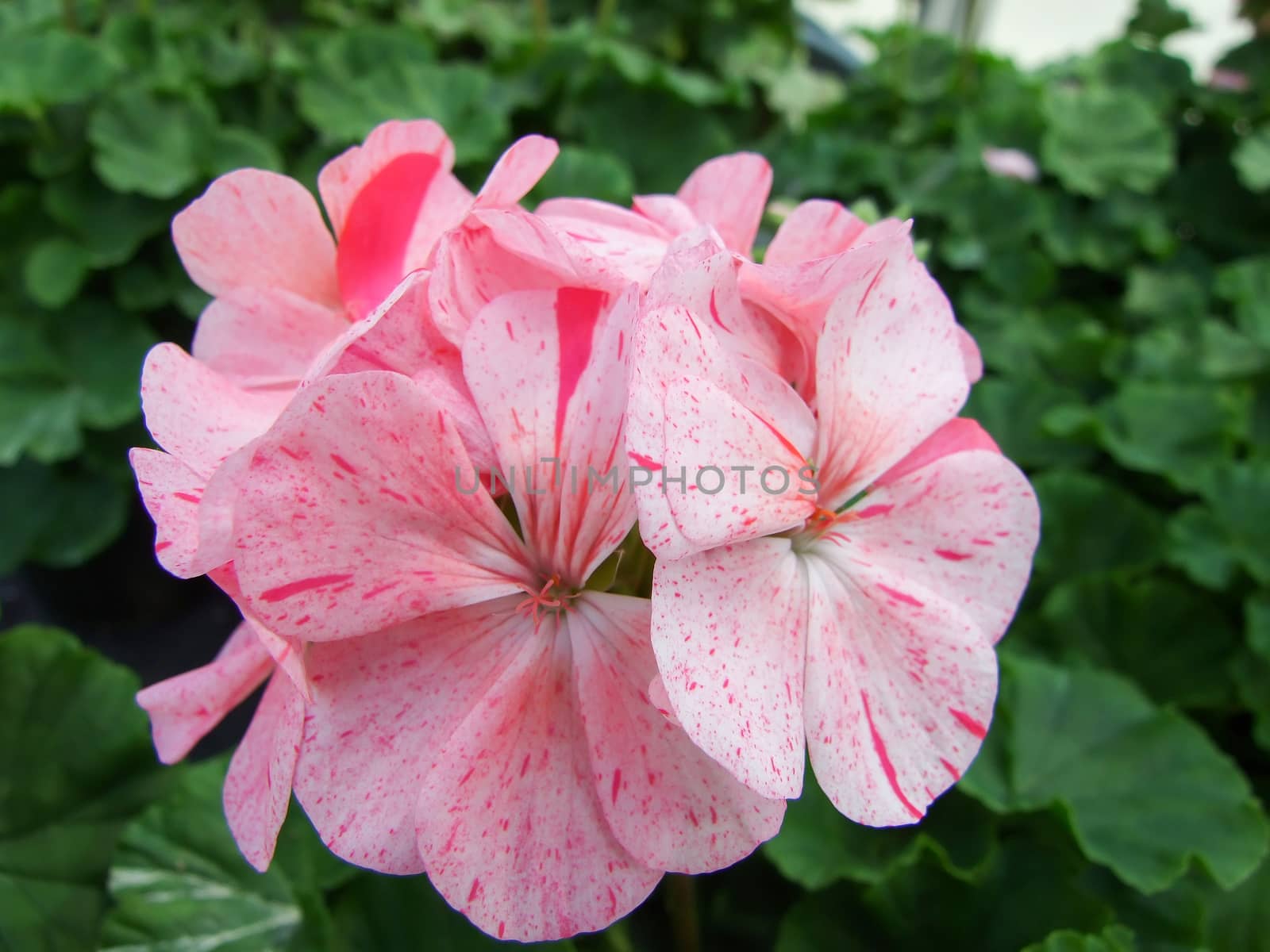 Pelargonium - Geranium Flowers showing their lovely petal Detail in the garden with a green background