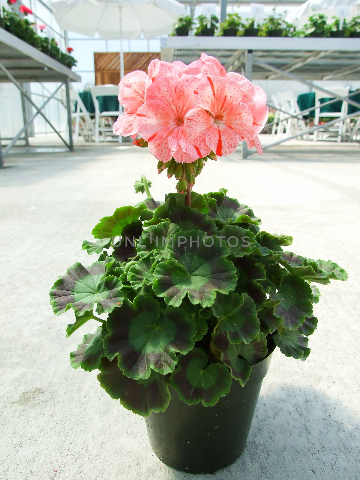 Pelargonium - Geranium Flowers showing their lovely petal Detail by yuiyuize