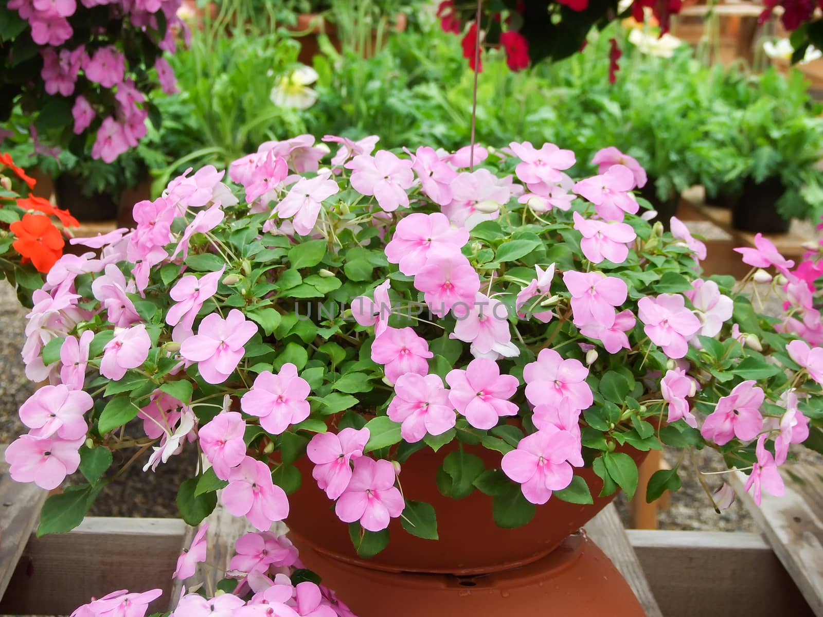 pink impatiens, scientific name Impatiens walleriana flowers also called Balsam, flowerbed of blossoms in pink, potted plants