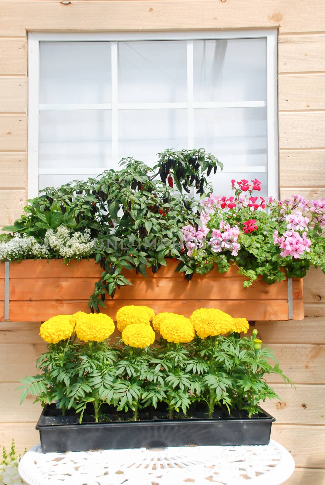 Marigolds Yellow Color (Tagetes erecta, Mexican marigold, Aztec marigold, African marigold), marigold pot plant  