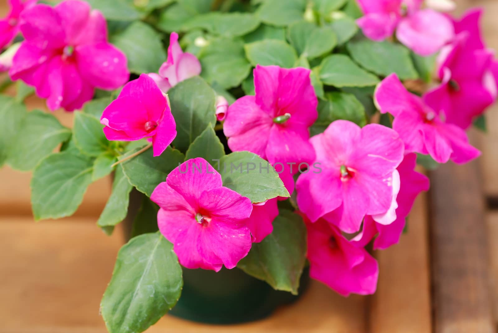 pink impatiens in potted, scientific name Impatiens walleriana flowers also called Balsam, flowerbed of blossoms in pink