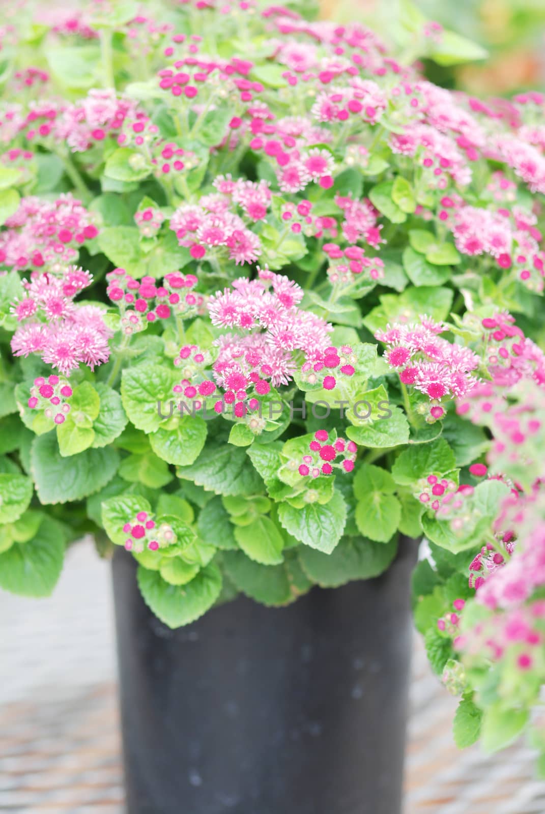 Ageratum, pink ageratum, pot plants in the black tray. by yuiyuize