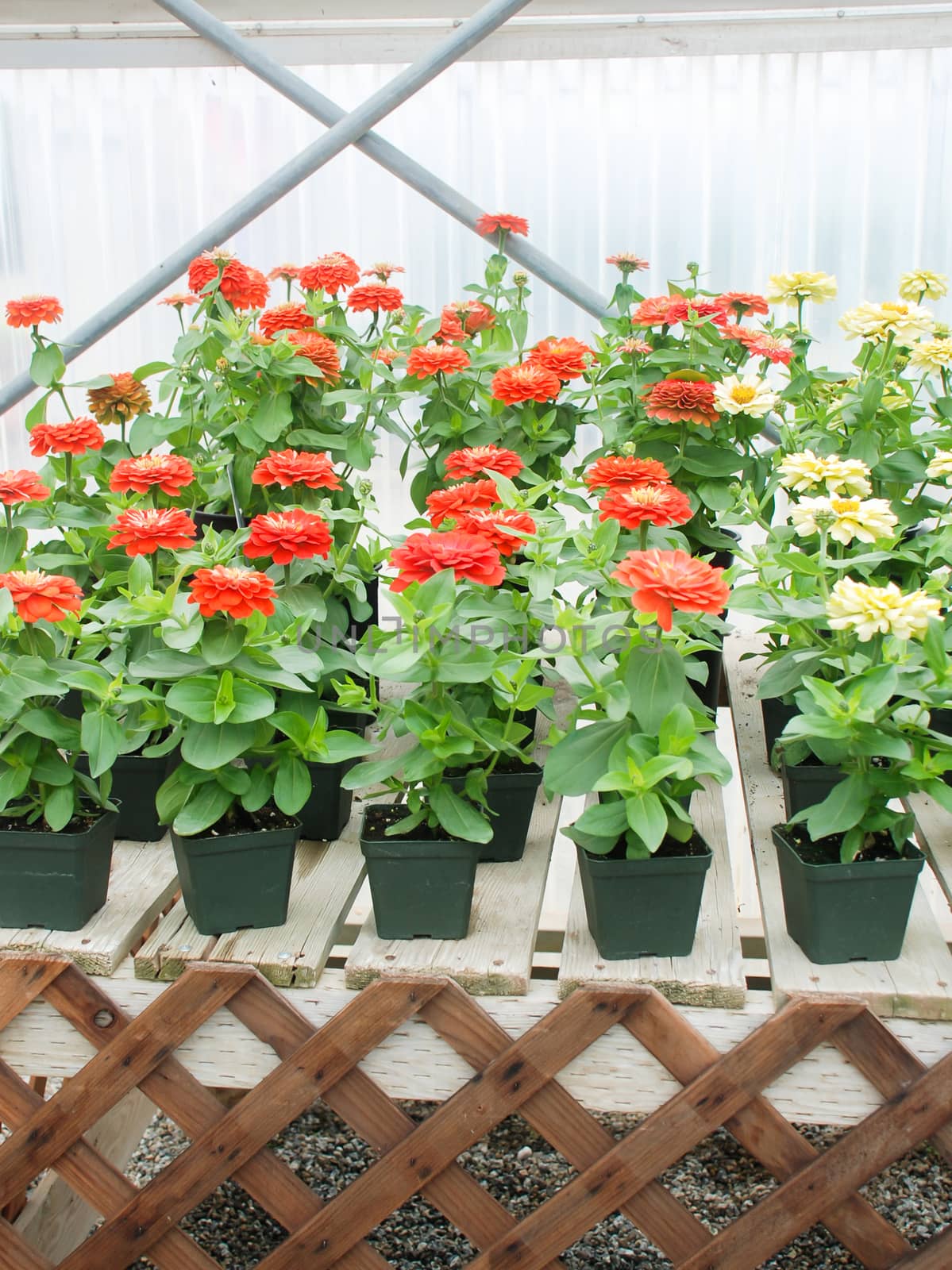 Mini Zinnia growing in a pot with a shallow focus, dwarf zinnia flowers