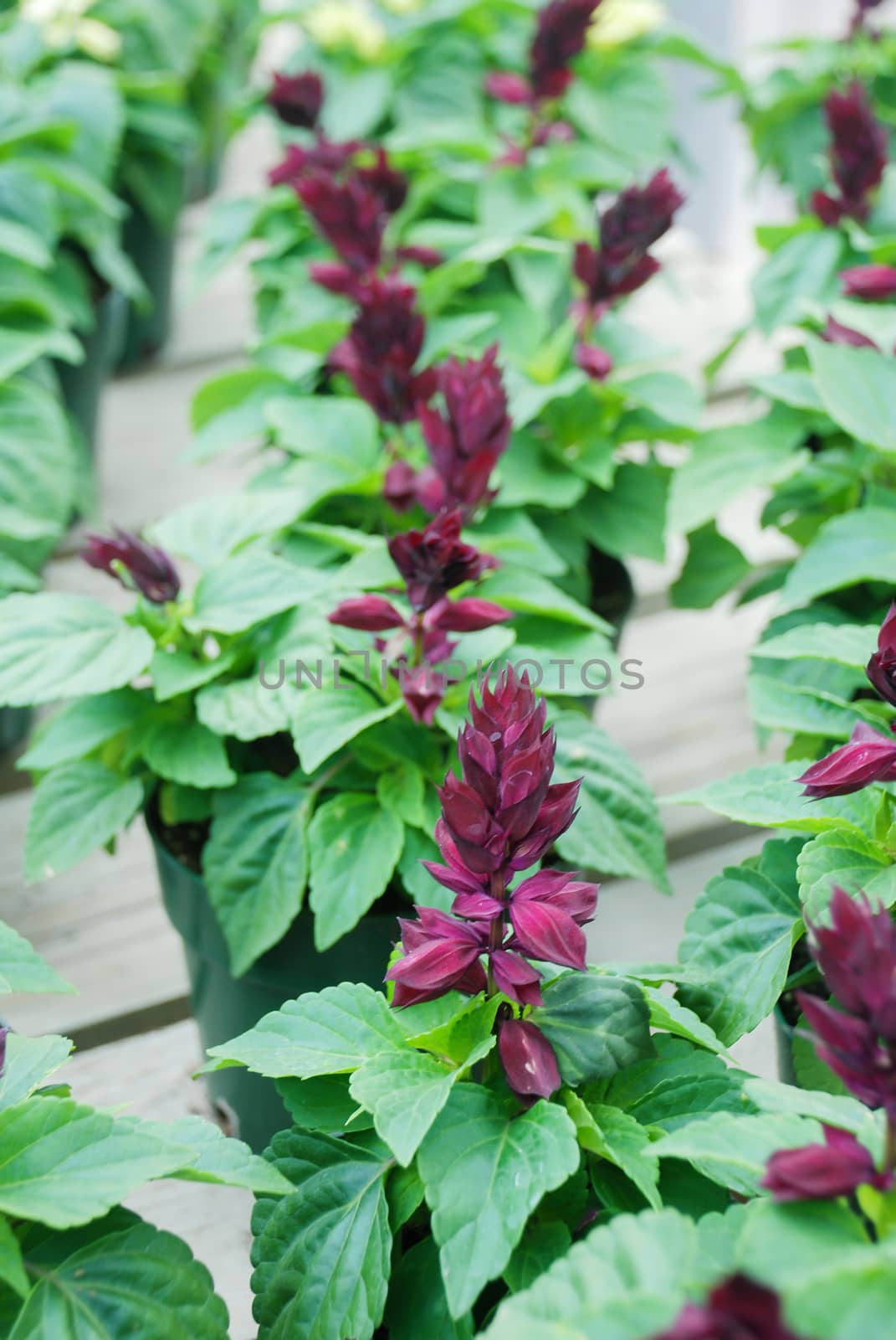 Purple Salvia Splendens, flower pot plants in the black tray. by yuiyuize