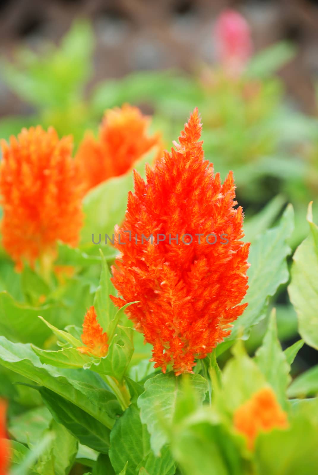 Red Celosia Plumosa in potted, Pot plants in greenhouse by yuiyuize