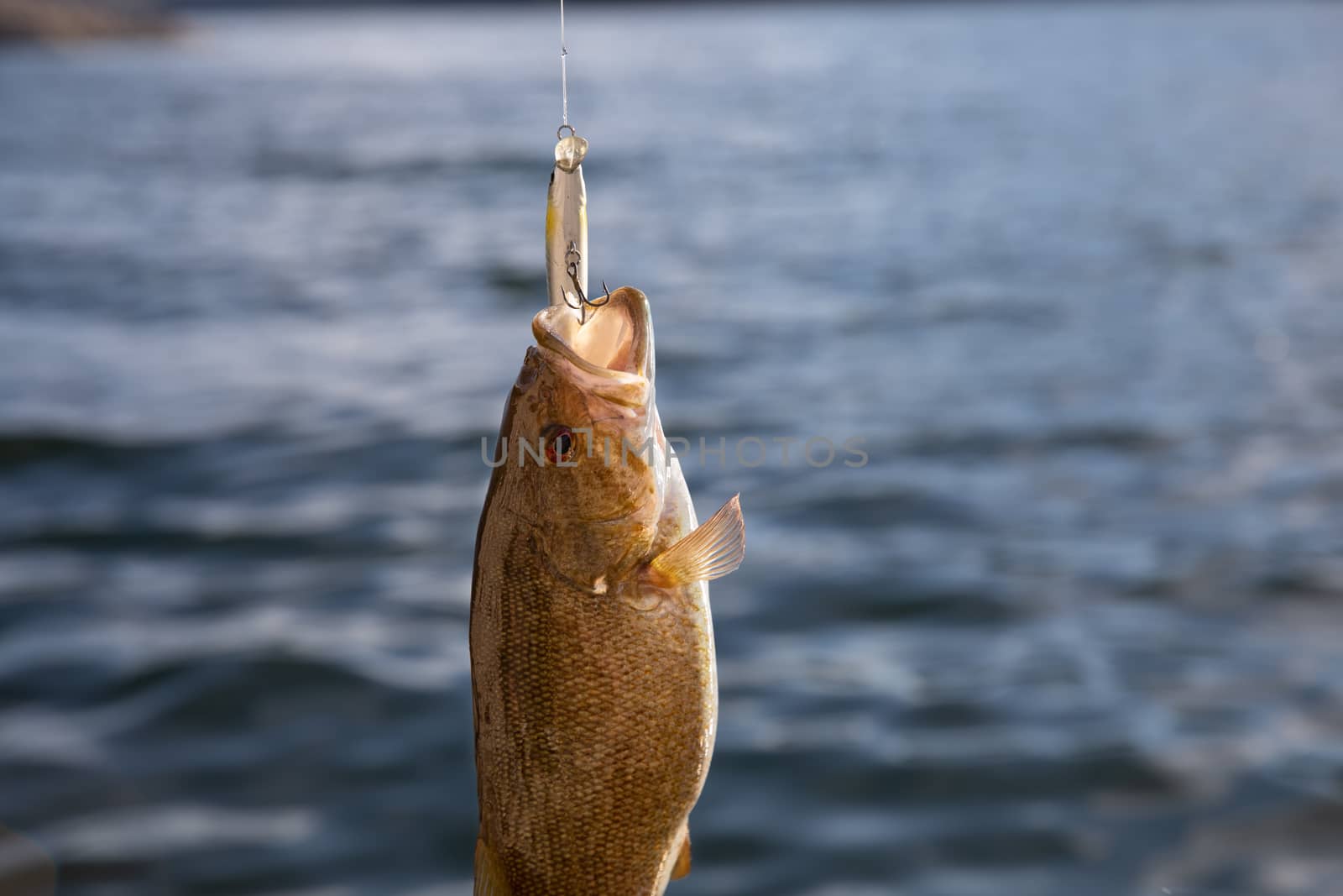 caught a small mouth bass at the lake