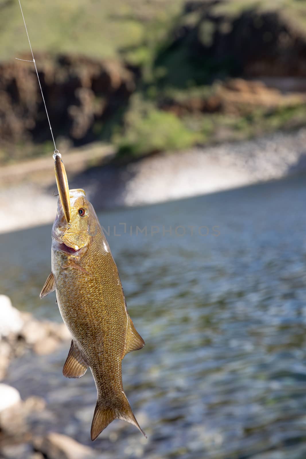 small mouth bass during a day of social isolation