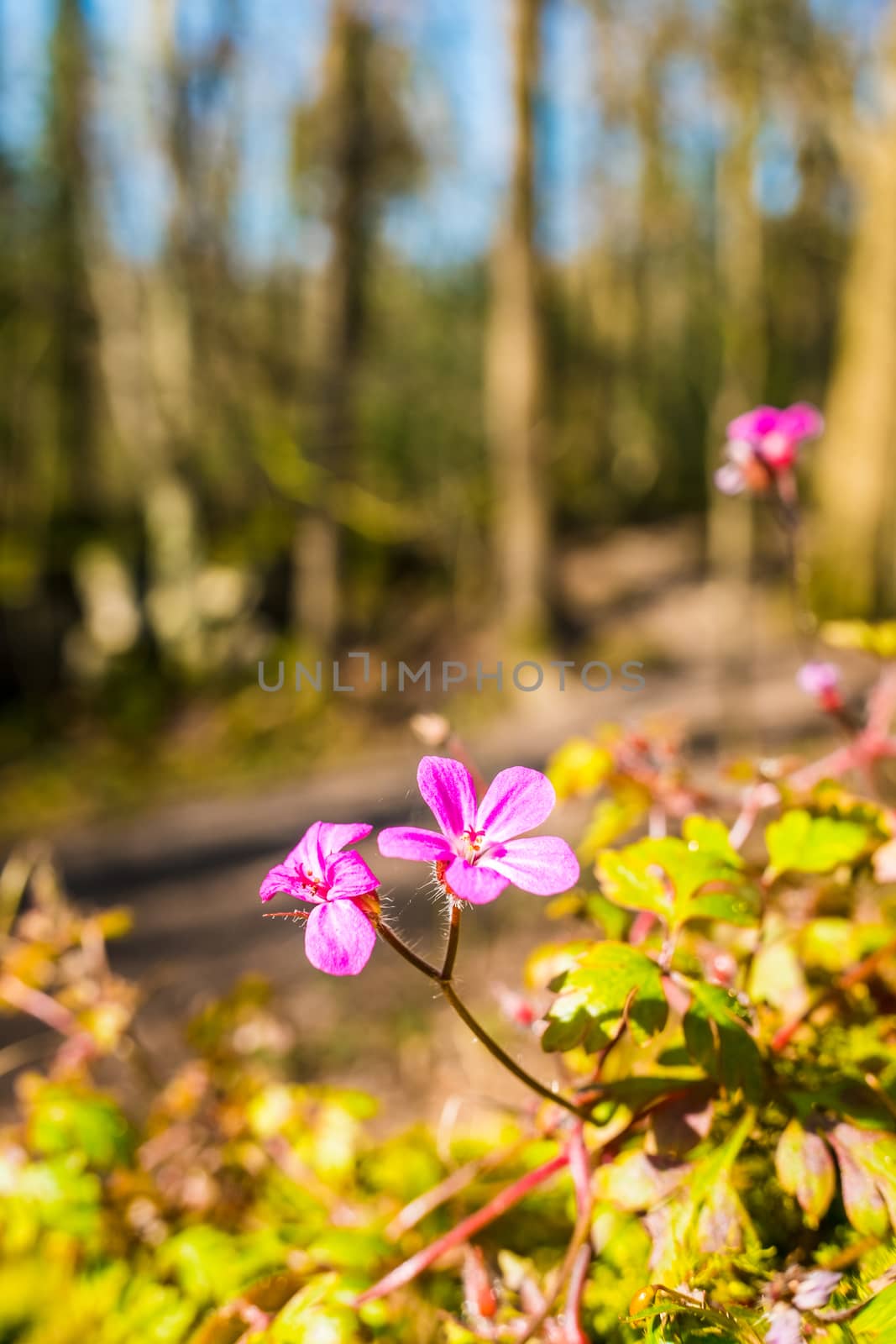 Close up image of Flowers of a perennial plant Silene dioica known as Red campion UK by paddythegolfer