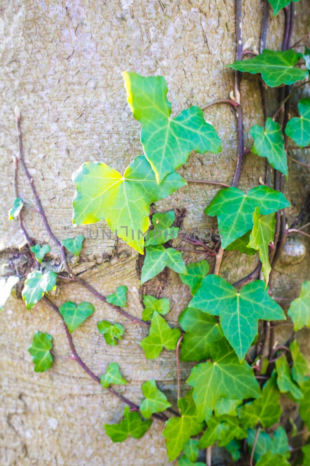 Climbing Ivy up a house wall in Springtime by paddythegolfer