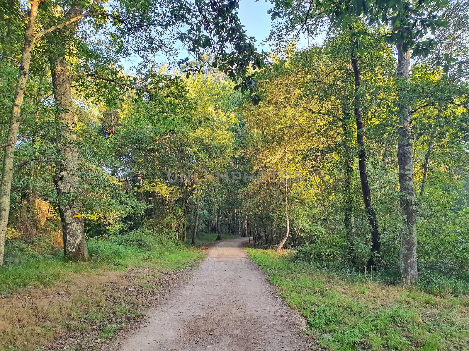 Camino Portuguese walk, earth road through forest.