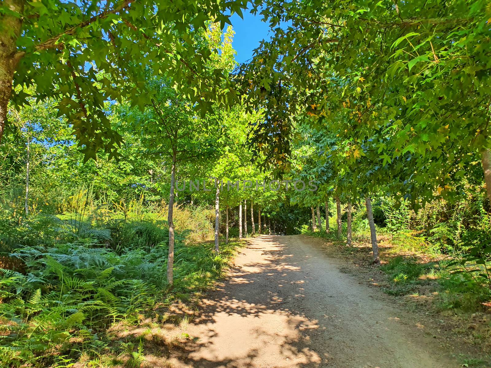 Walking path in green forest, summer scene