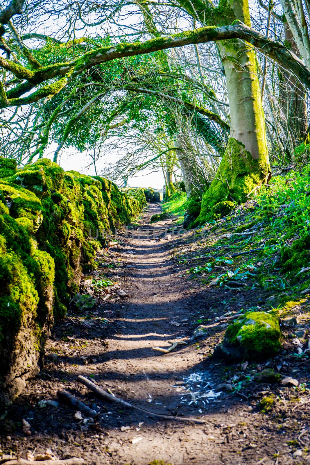 ancient country path with moss covered dry stone walls Cumbria