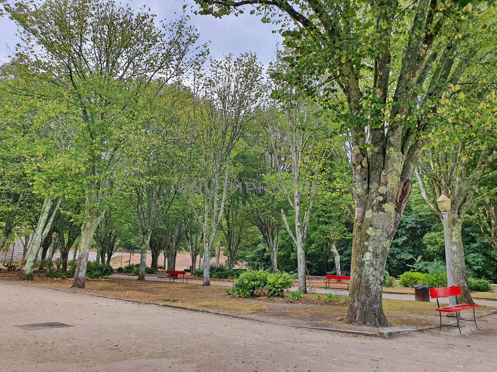 Avenue of plane tree in recreational park in Portugal, Viana do Castelo