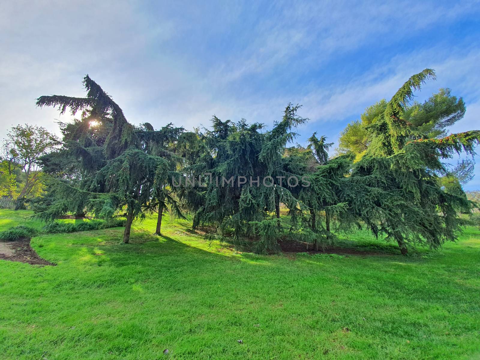 Coniferous tree in Joan Brossa gardens on Montjuic mountain,  important landmark in Barcelona