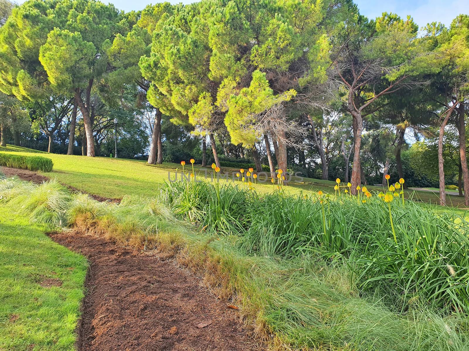 Orange flowers in Montjuic mountain, Joan Brossa gardens,  important landmark in Barcelona