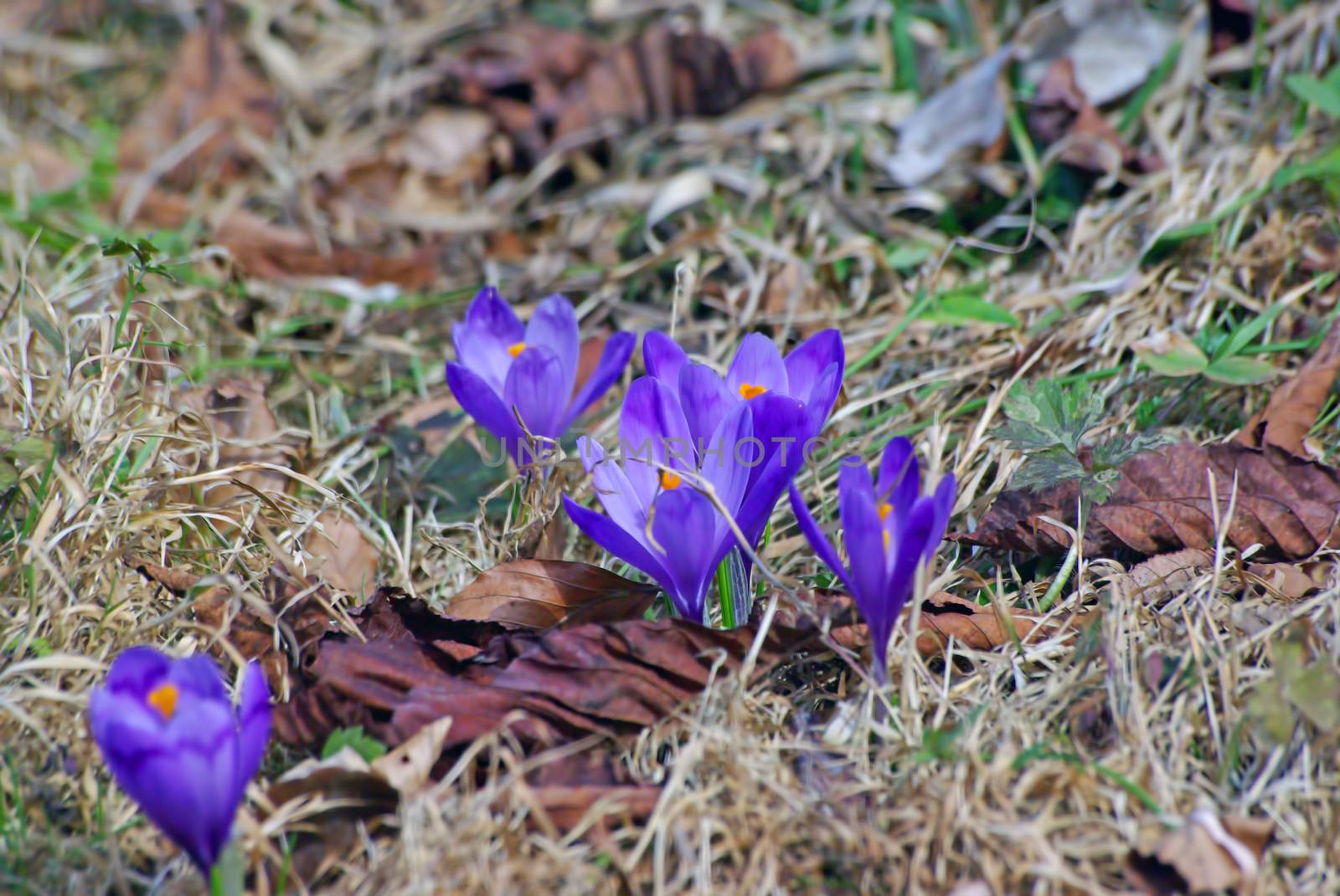 Close up image of early spring crocus flower