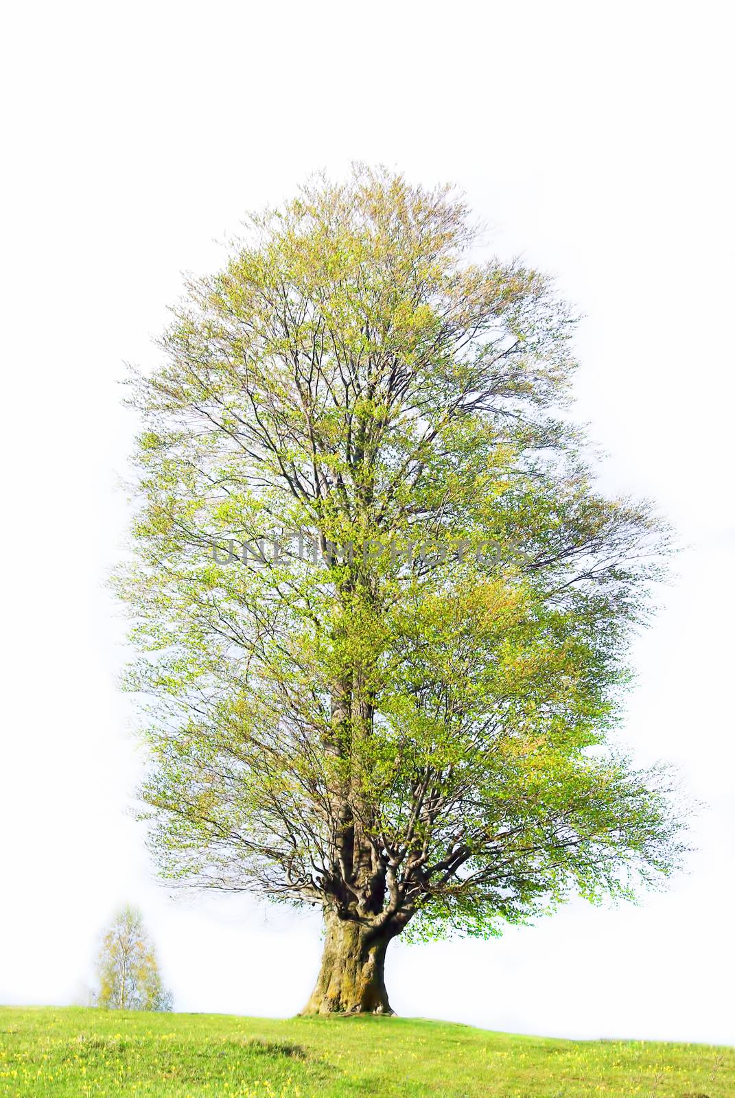 Big tree during springtime isolated over white
