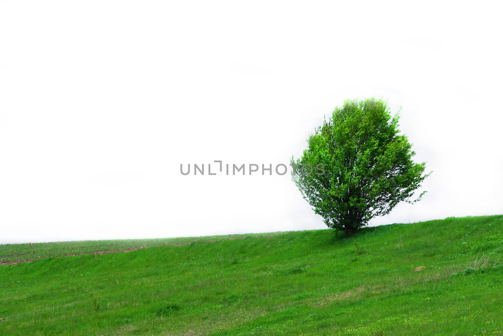 Green tree on grass isolated by savcoco