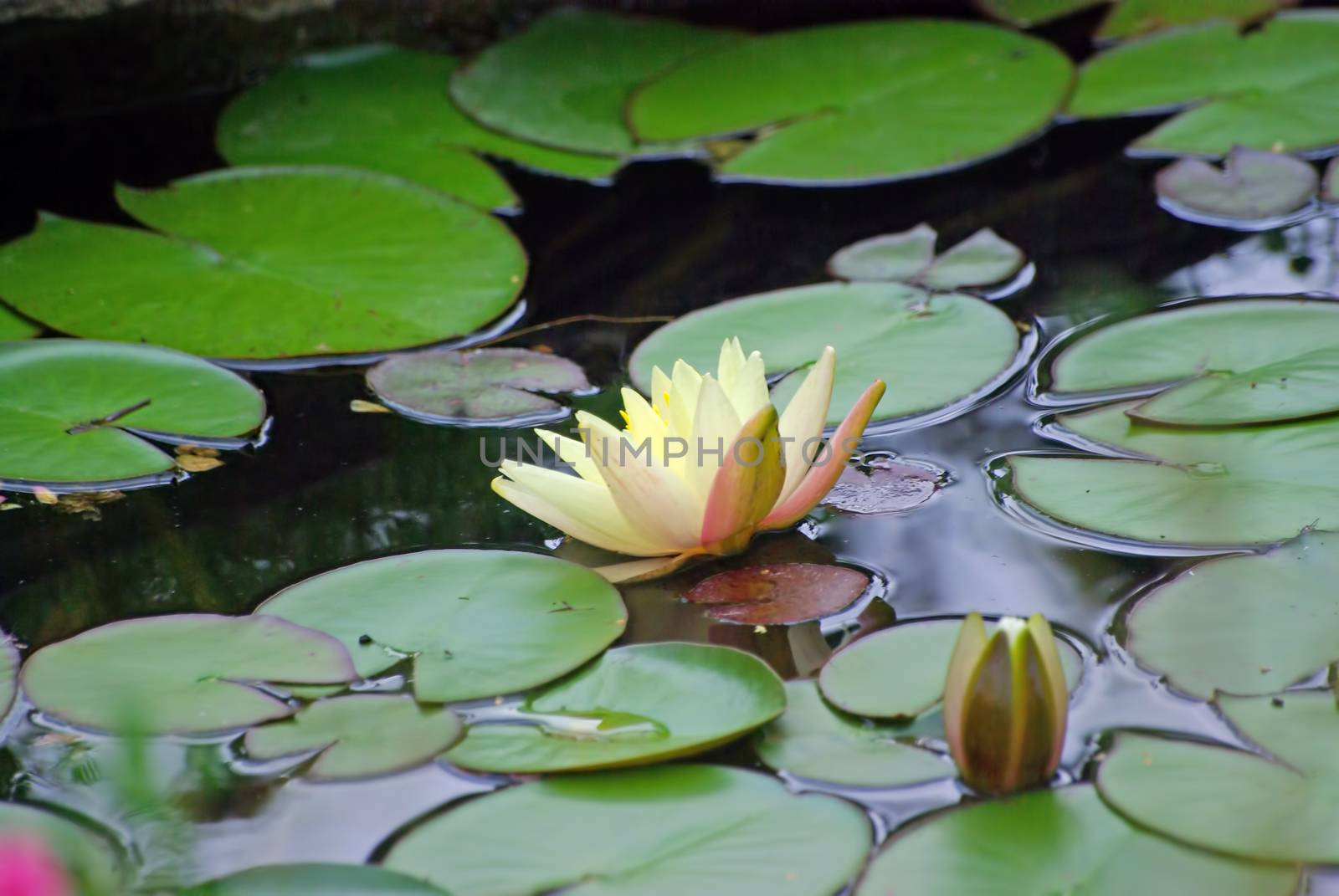 Yellow water lily, close image by savcoco