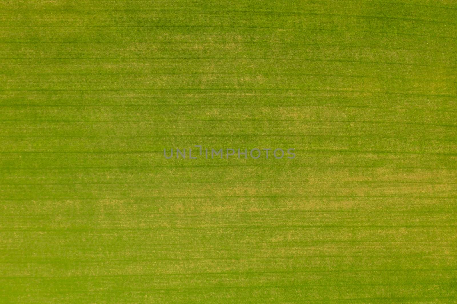 Green field texture from above by savcoco