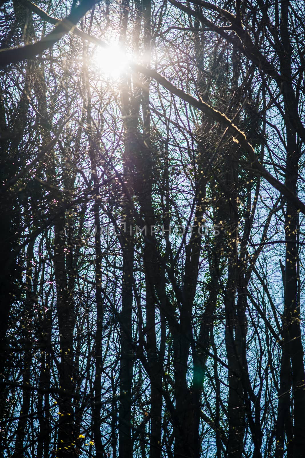 tree sunlight backgrounds, The sun shining through a majestic green tree. by paddythegolfer