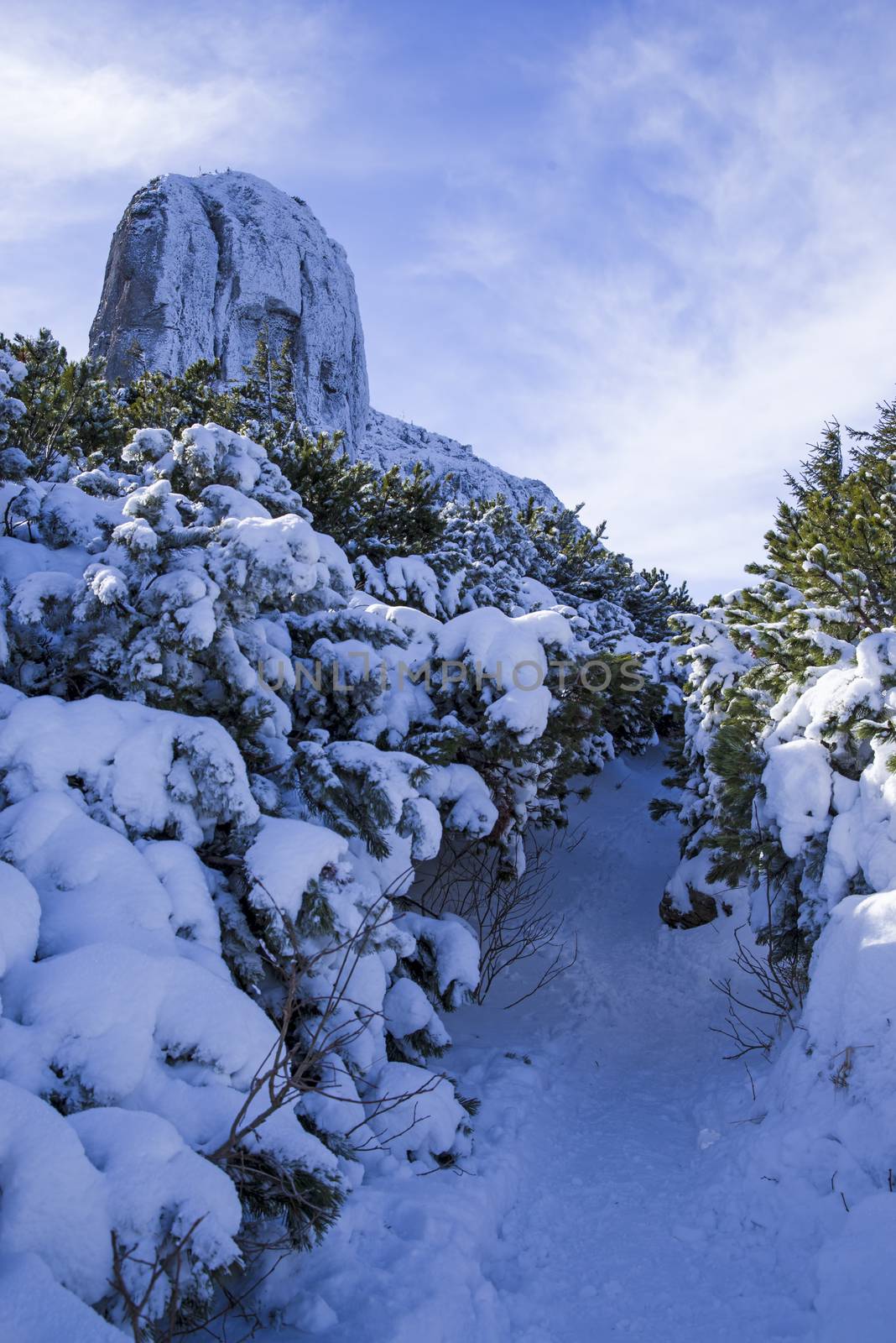 Winter path on snowy mountain, snow covered pine in Romanian Carpathians.