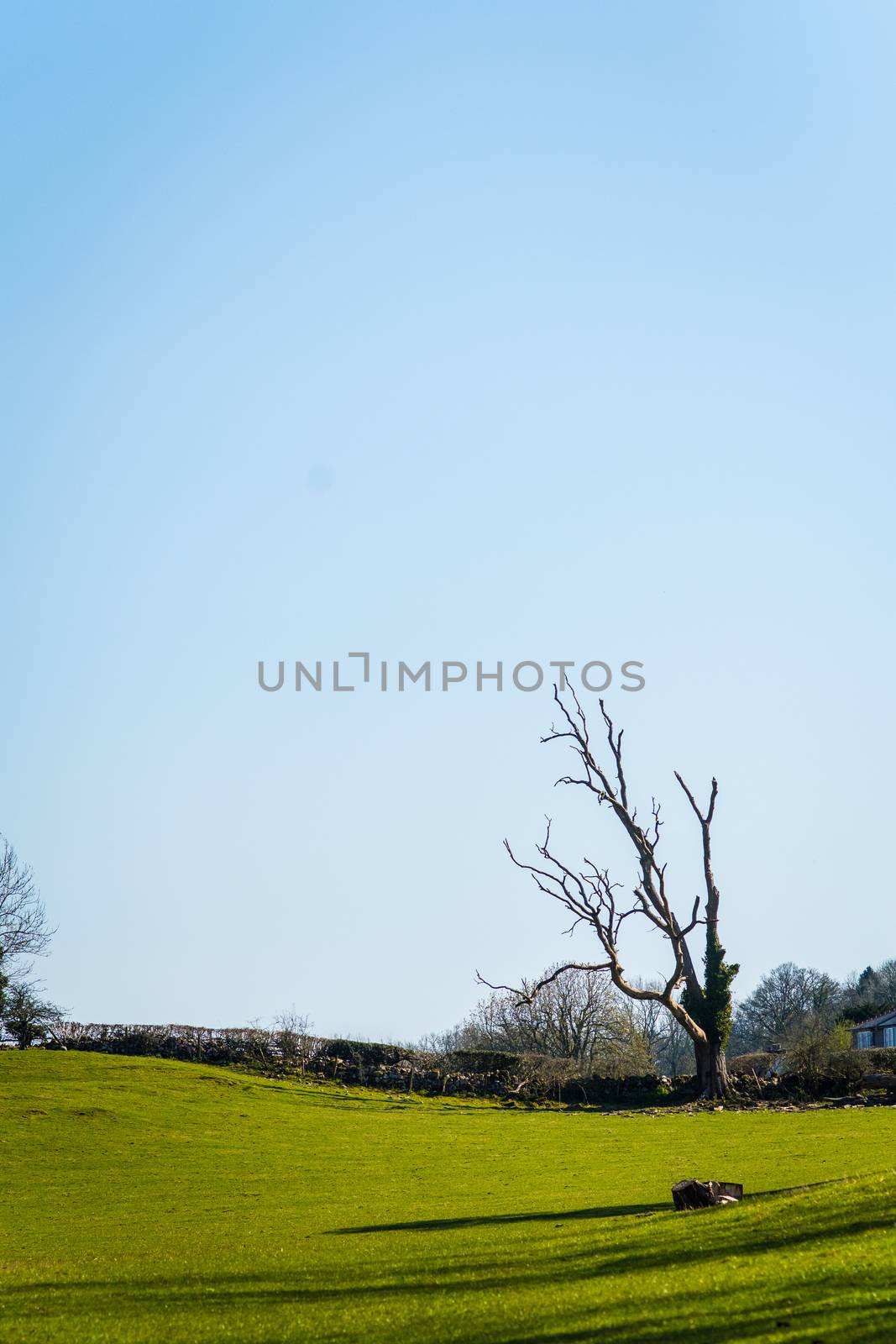 Old lonely dry tree without leaves in a field
