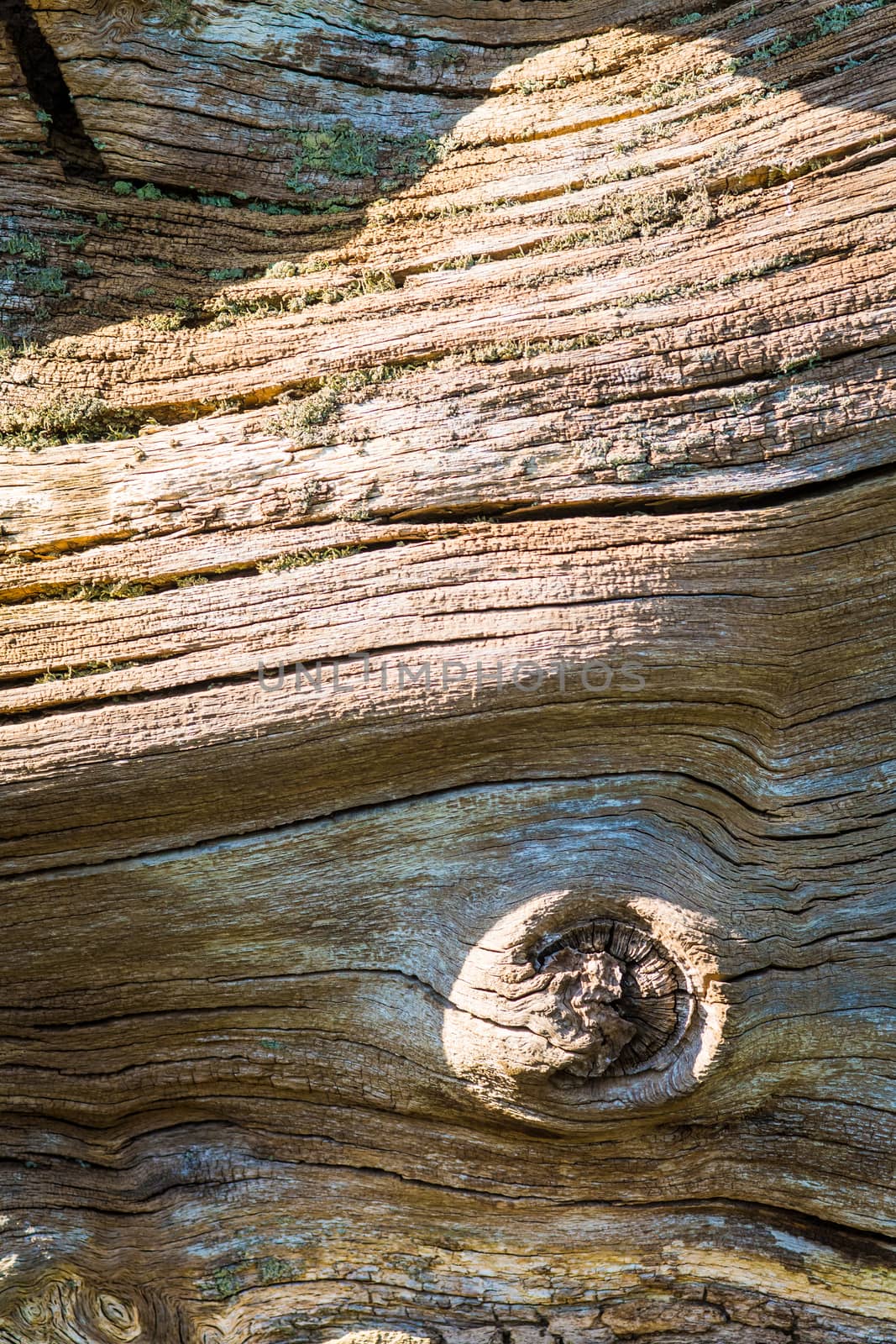 Dead fallen trees tha are on the ground in pieces by paddythegolfer