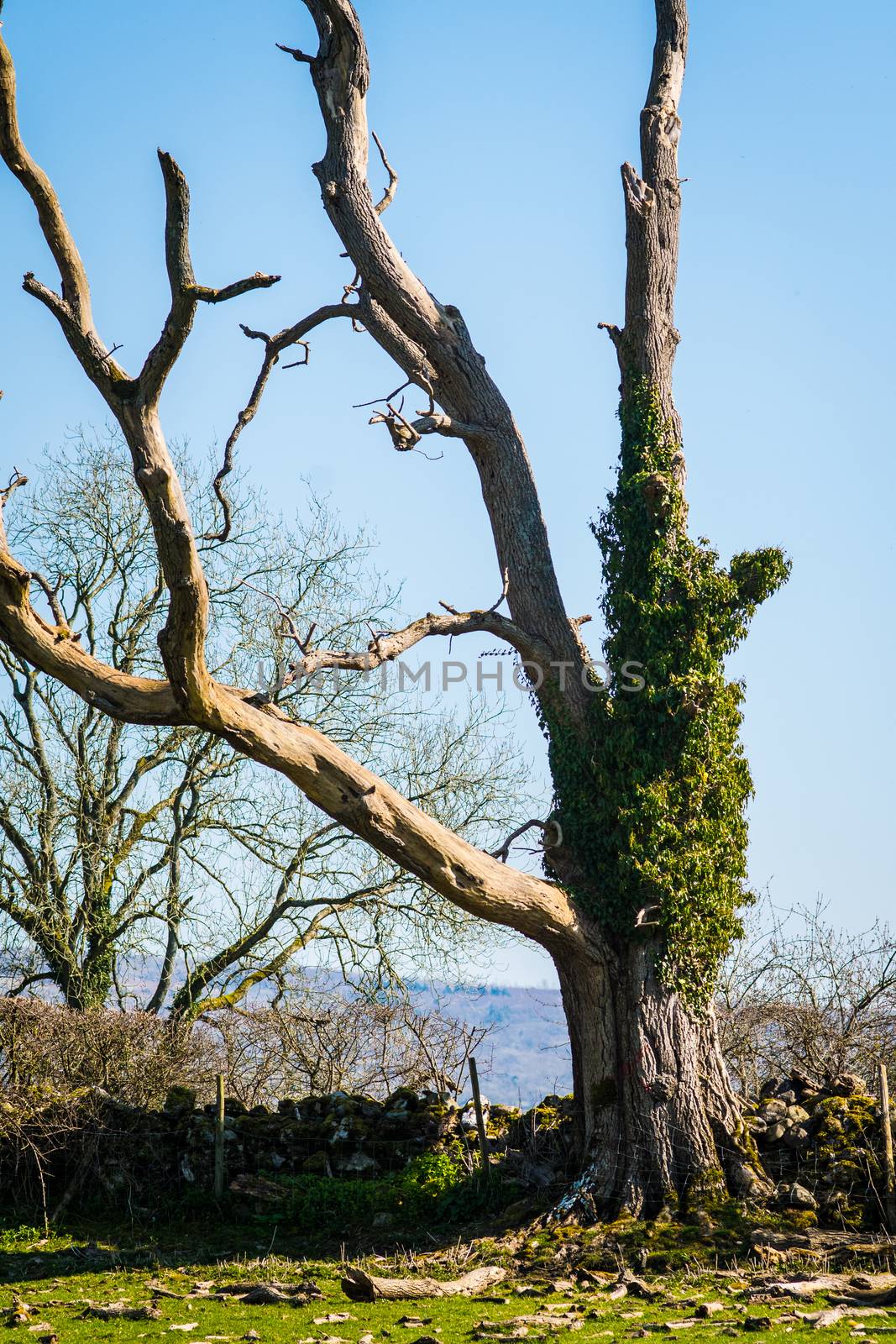 Old lonely dry tree without leaves in a field