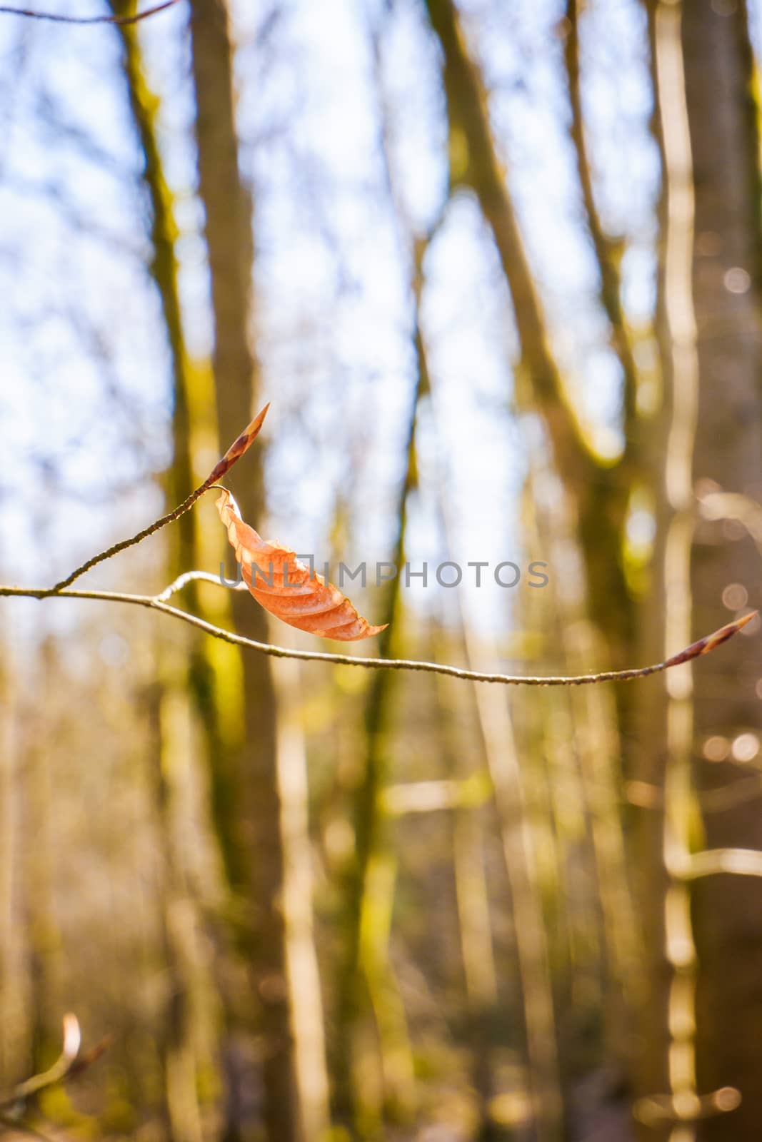 Close up of beech leaves in autumn