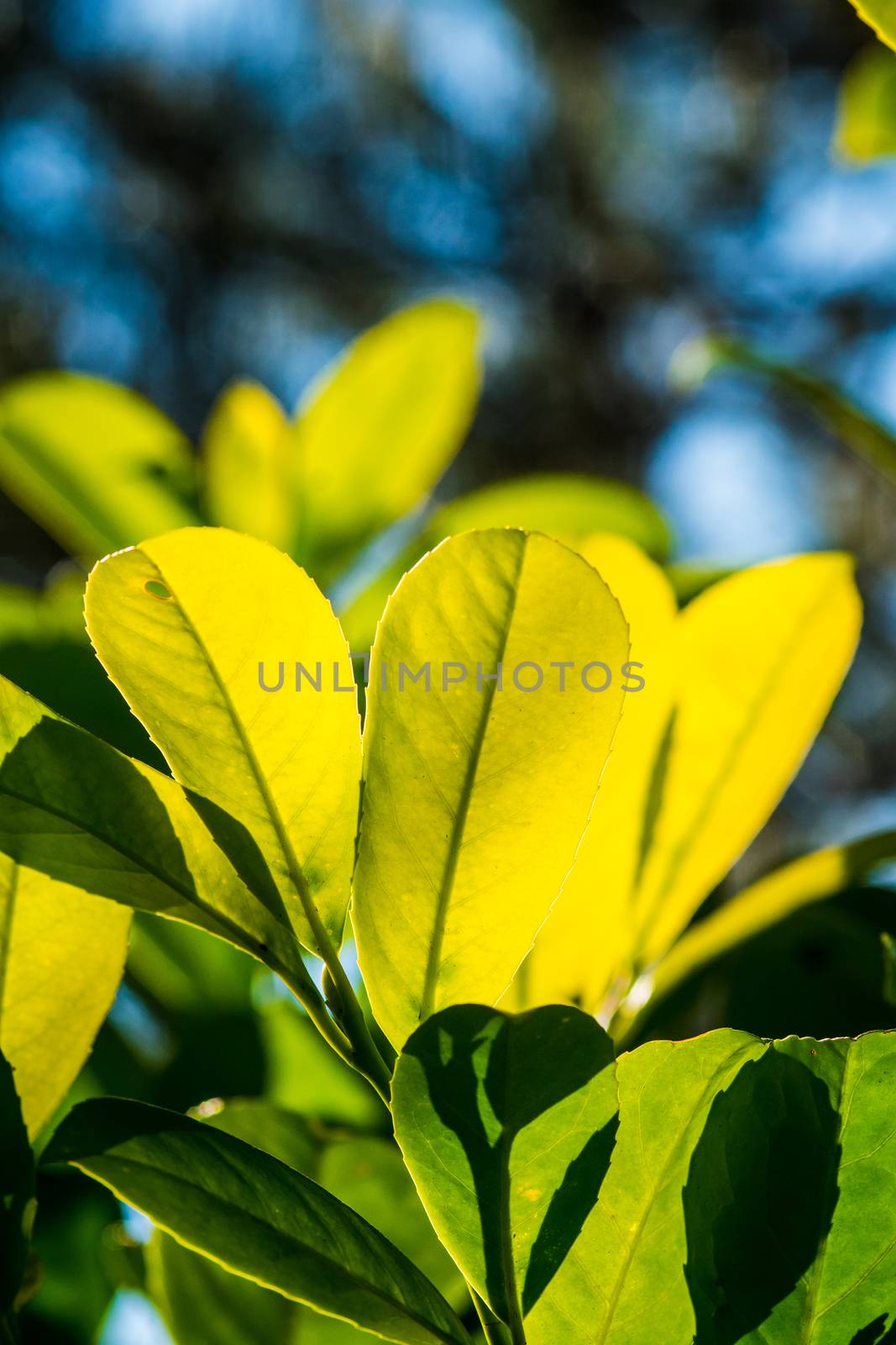 leaves on the branches of laurel tree hedge