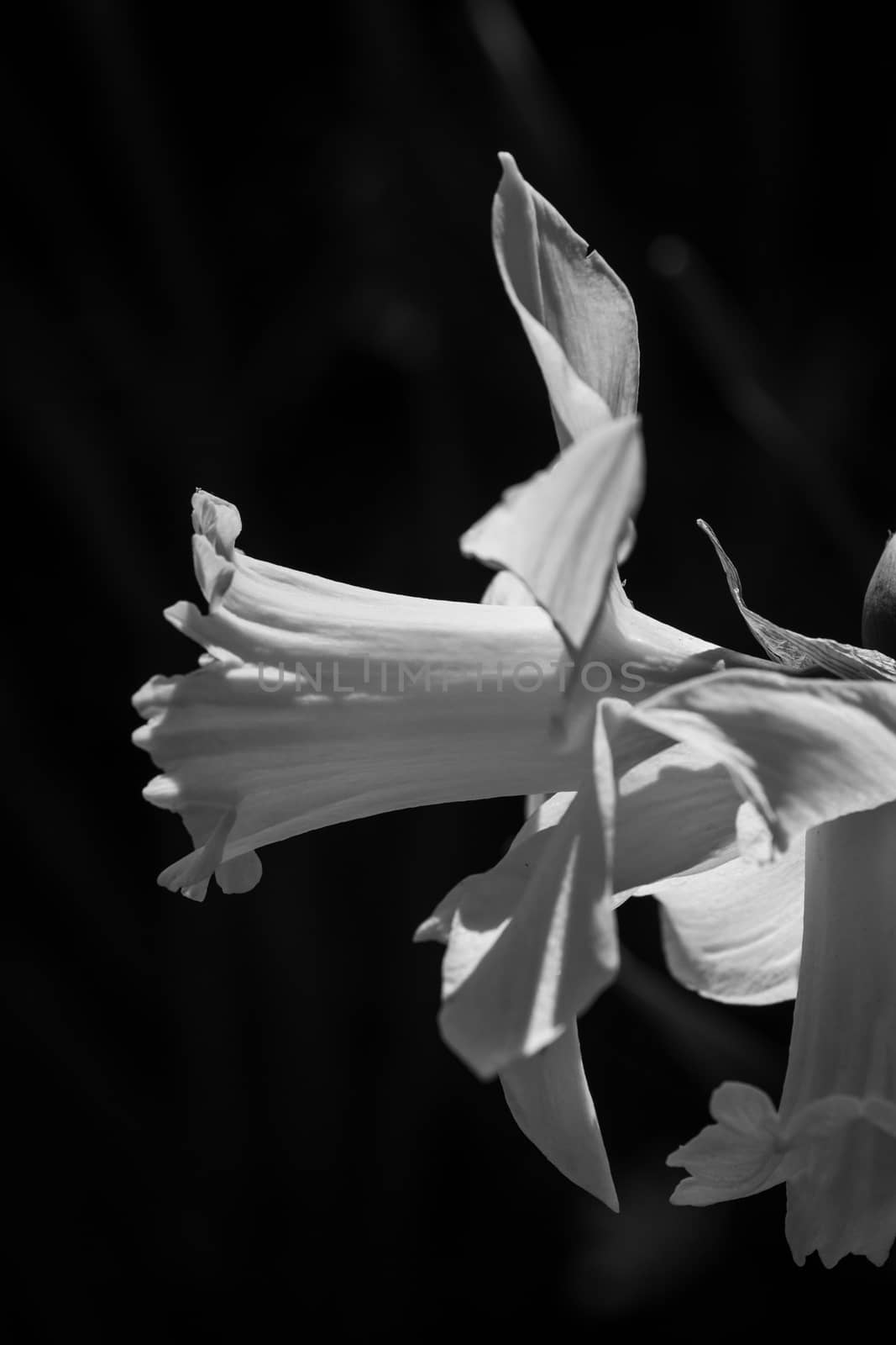 Beautiful narcissus or daffodil flowers. Small DOF. Close-up. Black and white photo by paddythegolfer