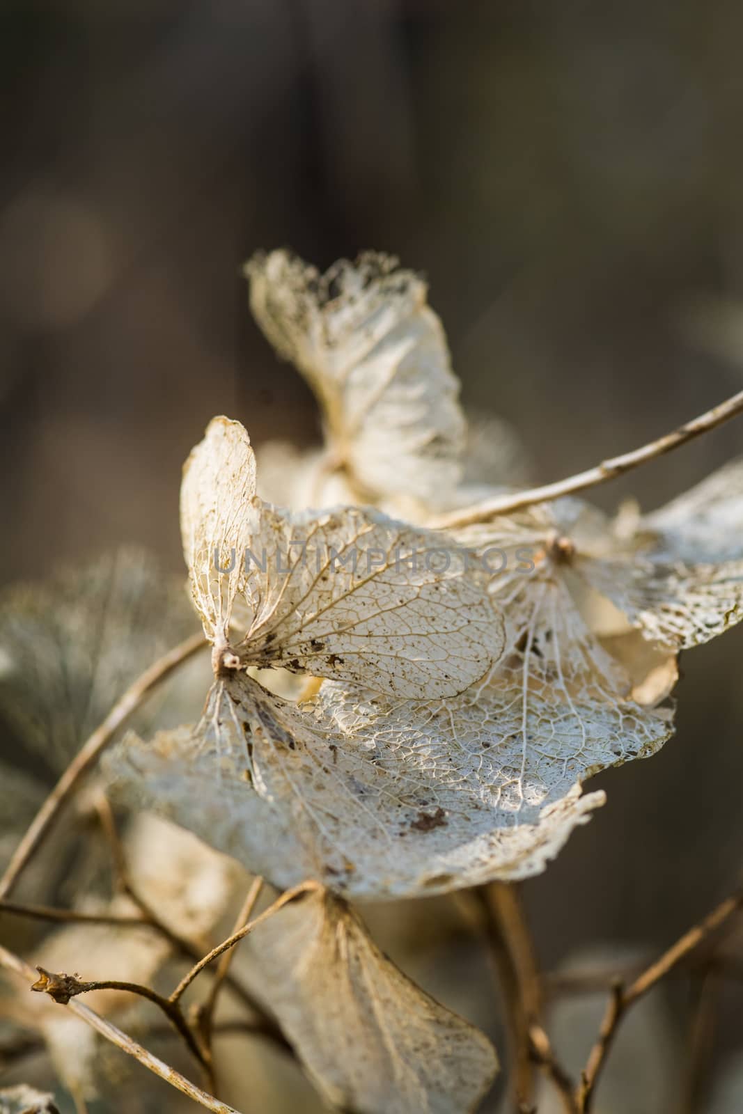 Dry plant in the winter landscape in England by paddythegolfer